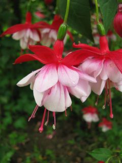 Fuchsia General Hoche 02