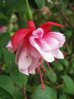 Fuchsia General Hoche 03