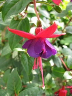 Fuchsia General Monk 01