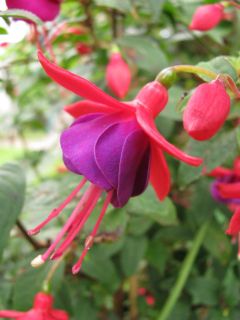 Fuchsia General Monk 06