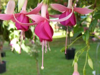 Fuchsia George Johnson 01