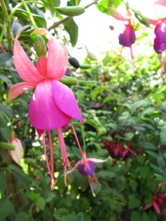 Fuchsia Gerard Mathieu 01