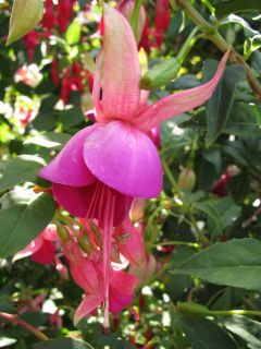 Fuchsia Gerard Mathieu 02