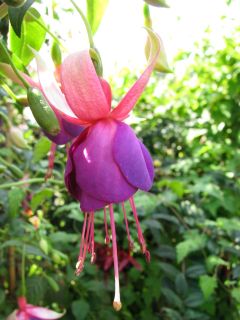 Fuchsia Gerard Mathieu 03