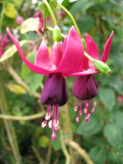 Fuchsia Gerhardas Aubergine 01