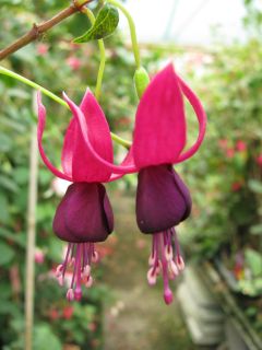 Fuchsia Gerhardas Aubergine 02