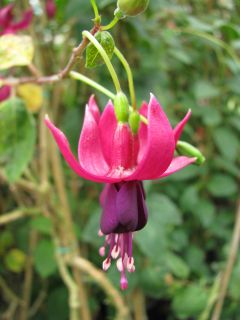 Fuchsia Gerhardas Aubergine 03