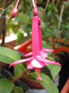 Fuchsia Gerhardas Panache 01