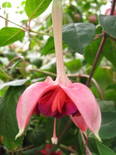 Fuchsia Ghislaine 01