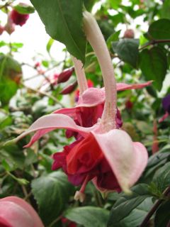 Fuchsia Ghislaine 02