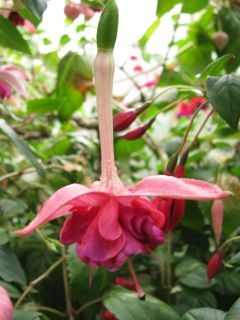 Fuchsia Ghislaine 03