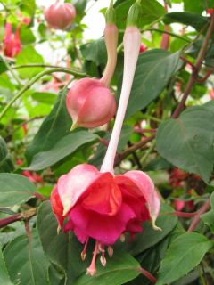 Fuchsia Ghislaine 04