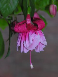 Fuchsia Giant Pink Enchanted