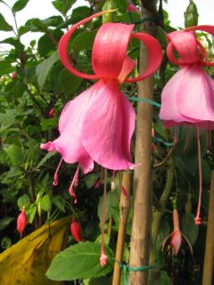 Fuchsia Gigis Annina 01