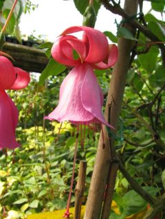 Fuchsia Gigis Annina 02