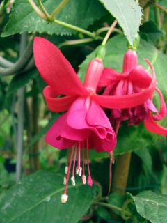 Fuchsia Gigis Faro 01