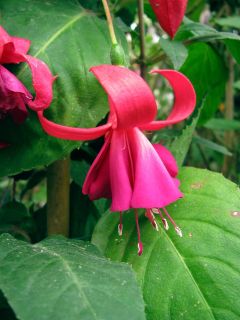 Fuchsia Gigis Faro 02