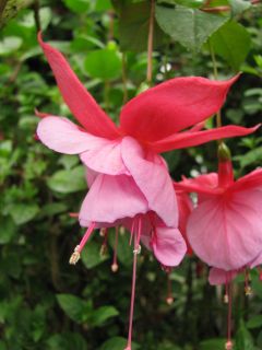 Fuchsia Gigis Montserrat 01