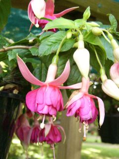 Fuchsia Gilda 01