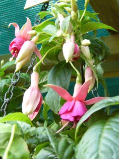 Fuchsia Gilda 02