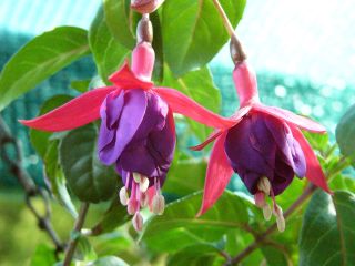 Fuchsia Gilles Piron 01