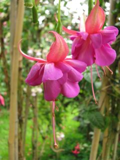 Fuchsia Ginas Gold 02