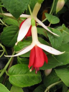 Fuchsia Gitana 01