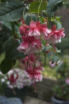 Fuchsia Gladiator (Lemoine) 01