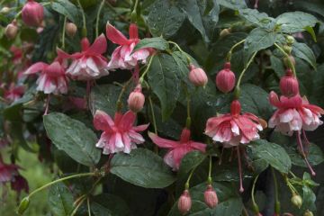 Fuchsia Gladiator (Lemoine) 03