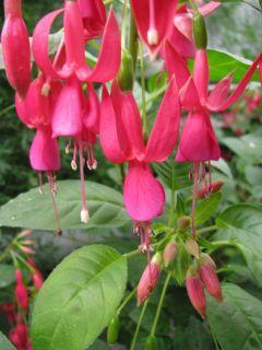 Fuchsia Glendale 01