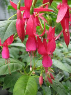 Fuchsia Glendale 02