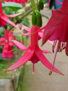 Fuchsia Glendale 03