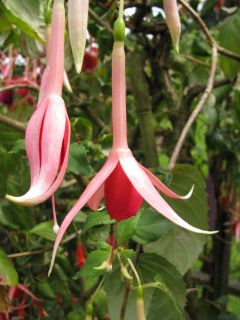 Fuchsia Gloria Johnson 01