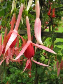 Fuchsia Gloria Johnson 02