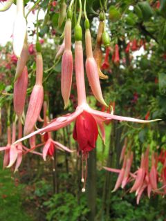 Fuchsia Gloria Johnson 03