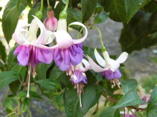 Fuchsia Glowing Lilac 01