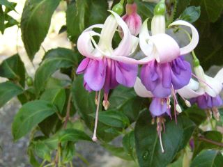 Fuchsia Glowing Lilac 02