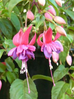 Fuchsia Godelieve 01