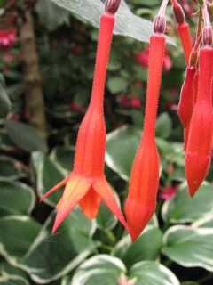 Fuchsia Göttingen 01