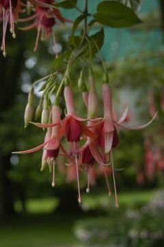 Fuchsia Golden Dawn 01