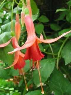 Fuchsia Golden Glow 01