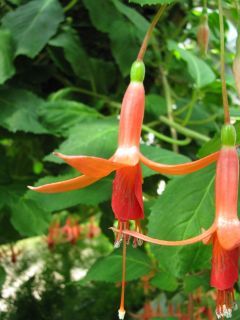 Fuchsia Golden Glow 03