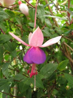 Fuchsia Golden La Campanella 01