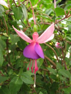 Fuchsia Golden La Campanella 02