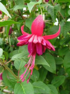 Fuchsia Goliath 01