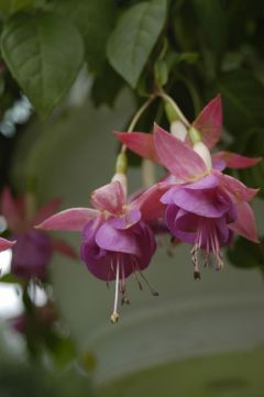 Fuchsia Gordons China Rose 01