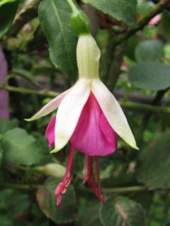 Fuchsia Grady 01