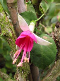 Fuchsia Grady 02