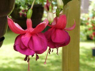 Fuchsia Granada 02