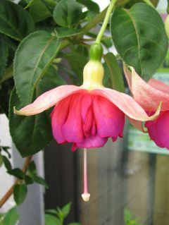 Fuchsia Grand Prix 02